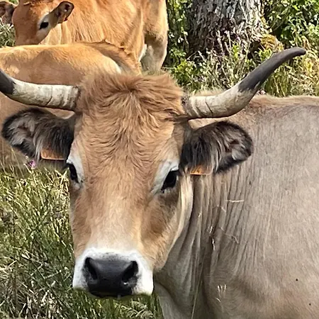 Lou Aubrac Aux Portes De L'aubrac Casa de Férias *