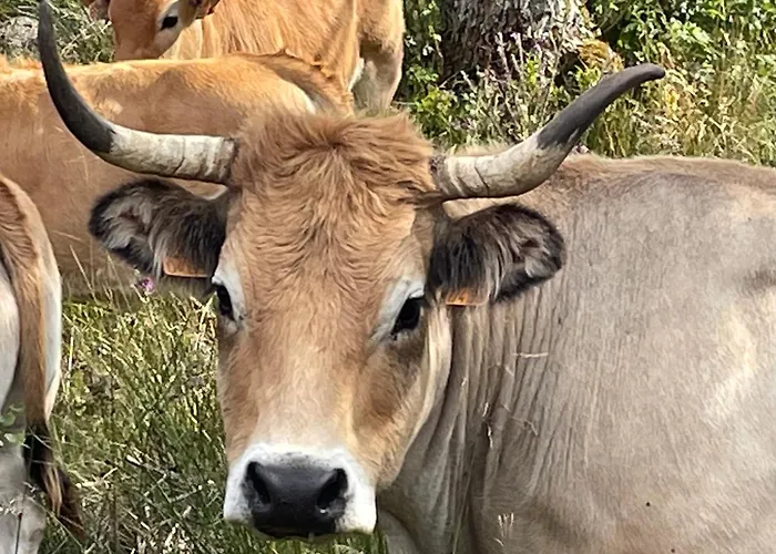 Lou Aubrac Aux Portes De L'aubrac Semesterbostad *